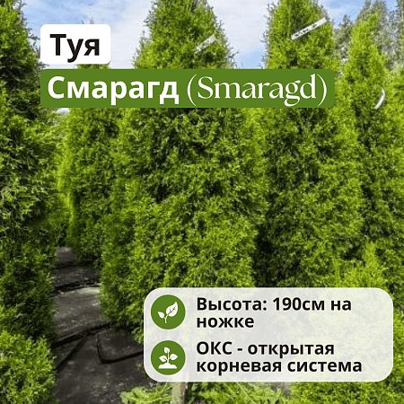 Туя Смарагд (Smaragd) 190 см на ножке