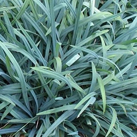 Осока открытостебельная Bunny Blue Осока открытостебельная Bunny Blue