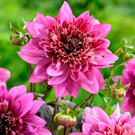 Георгина Mambo