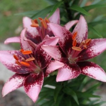 Лилия Pink Pixels