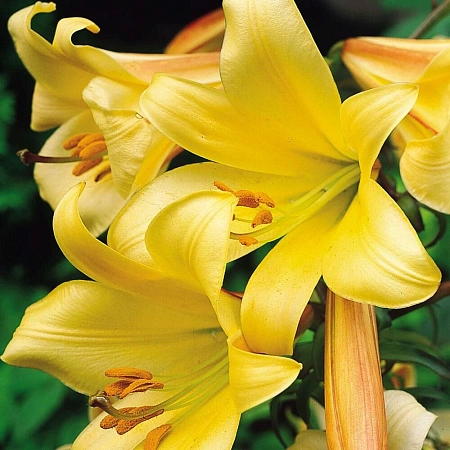 Лилия Golden Splendour (уп. 1 шт)