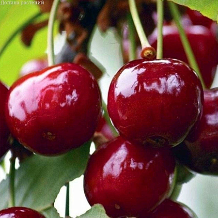 Вишня Конфитюр