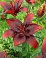 Лилия Royal Kiss (уп. 3 шт) Лилия Royal Kiss (уп. 3 шт)