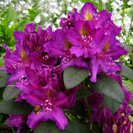 Рододендрон Libretto 15-25 см Рододендрон Libretto 15-25 см