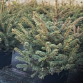 Ель Глаука 50+ см копаная в горшке С7,5 Ель Глаука 50+ см копаная в горшке С7,5