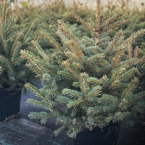 Ель Глаука 50+ см копаная в горшке С7,5 Ель Глаука 50+ см копаная в горшке С7,5