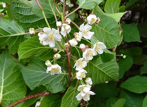 Актинидия коломикта мужская Адам Актинидия коломикта мужская Адам