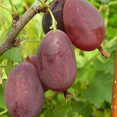 Крыжовник Грушенька на штамбе 100 см С3