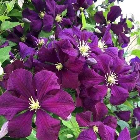 Клематис Пантер