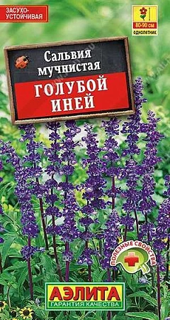 Сальвия Голубой иней