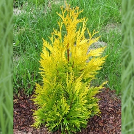 Туя Тигер Голд (Tiger Gold) складчатая 30 см