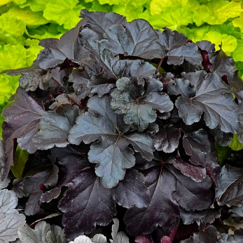 Гейхера Black Taffeta Гейхера Black Taffeta