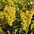 Виноград Циравас Аграа Виноград Циравас Аграа