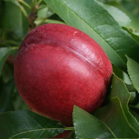 Нектарин Харко