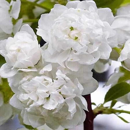 Вишня железистая Alba Plena на штамбе 100 см