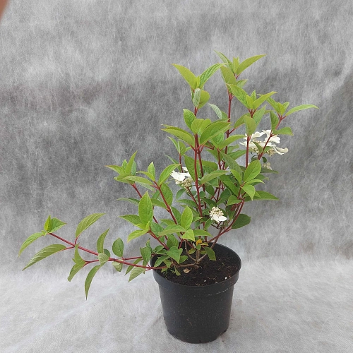 Гортензия метельчатая Wims Red С3 Гортензия метельчатая Wims Red С3