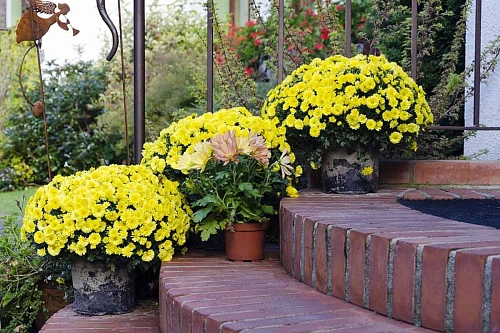 Хризантема в горшке (цвет в ассортименте) Хризантема в горшке (цвет в ассортименте)