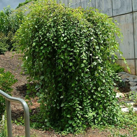 Береза Summer Cascade черная на штамбе 180 см