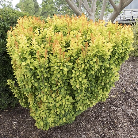 Барбарис Тунберга Golden Rocket 25-30 см