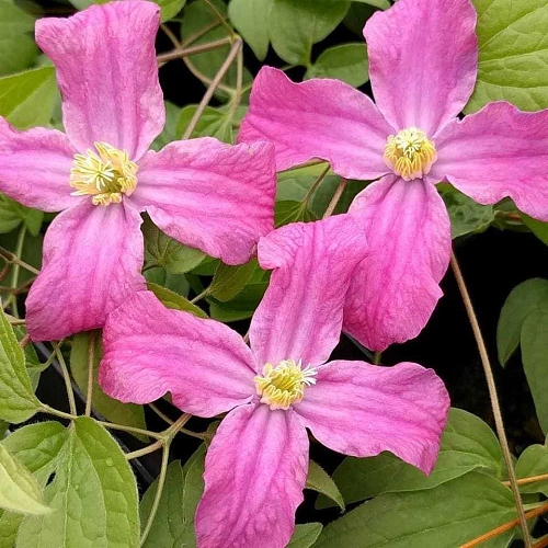 Клематис Инспирейшн Зоин Клематис Инспирейшн Зоин