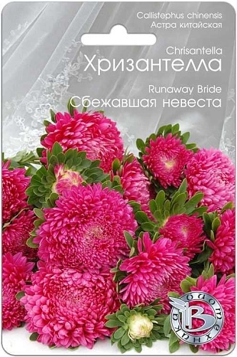 Астра Хризантелла Сбежавшая невеста, 30 шт (Биотехника) Астра Хризантелла Сбежавшая невеста, 30 шт (Биотехника)