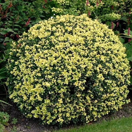 Самшит вечнозеленый Aureovariegata 40 см