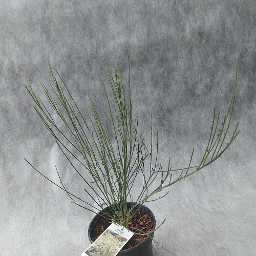 Ракитник Albus ранний С2 Ракитник Albus ранний С2