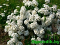 Спирея ниппонская Snowmound 40-50 см Спирея ниппонская Snowmound 40-50 см