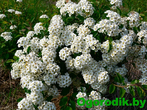 Спирея ниппонская Snowmound 40-50 см Спирея ниппонская Snowmound 40-50 см