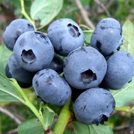 Голубика высокорослая Spartan Голубика высокорослая Spartan