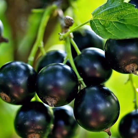 Смородина Дачница черная Смородина Дачница черная