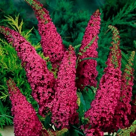 Буддлея давида Royal Red