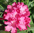Рододендрон Хеллики Рододендрон Хеллики