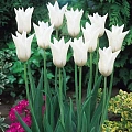 Тюльпан Ballade White (5 шт. в уп.) Тюльпан Ballade White (5 шт. в уп.)