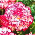 Бегония Marmorata Pink-White (2 шт. в уп.) Бегония Marmorata Pink-White (2 шт. в уп.)