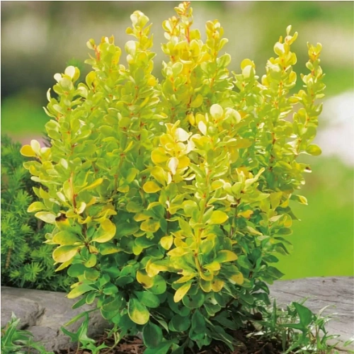 Барбарис Golden Torch d'Or тунберга 30 см Барбарис Golden Torch d'Or тунберга 30 см