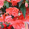 Бегония Illumination Pink (2 шт. в уп.) Бегония Illumination Pink (2 шт. в уп.)