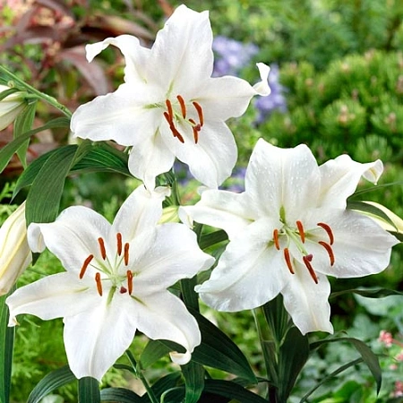 Лилия Santander (2 шт. в уп.)