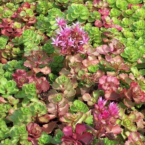 Очиток (Седум) Dragons Blood ложный Очиток (Седум) Dragons Blood ложный