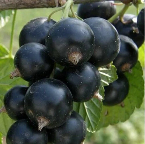 Смородина черная Клуссоновская Смородина черная Клуссоновская