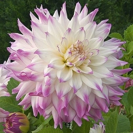 Георгина Ferncliff Illusion (уп. 1 шт)