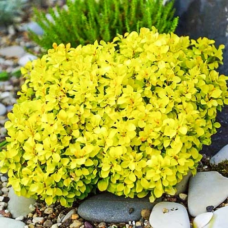 Барбарис Тунберга Goldalita (Голдалита) C3 Барбарис Тунберга Goldalita (Голдалита) C3