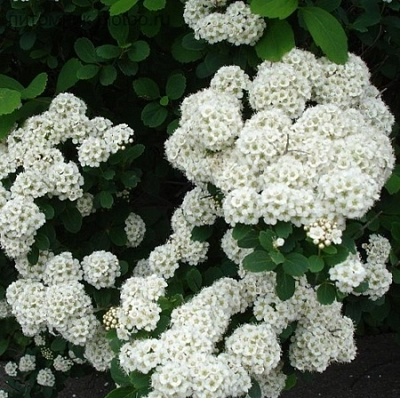 Спирея ниппонская Snowmound 70-90 см