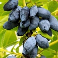 Жимолость съедобная Югана С3