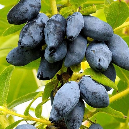 Жимолость съедобная Югана С3 Жимолость съедобная Югана С3