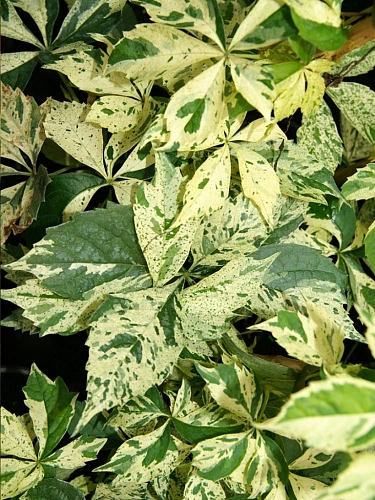 Виноград девичий Star Showers Виноград девичий Star Showers