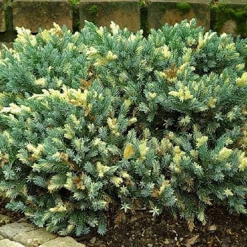 Можжевельник Флореант чешуйчатый Можжевельник Флореант чешуйчатый