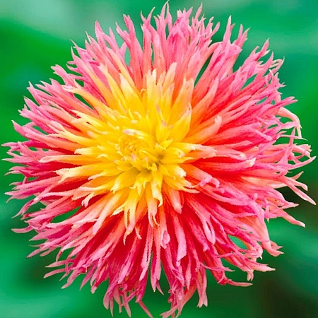 Георгина Fringed Star (1 шт. в уп.)