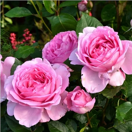 Роза ностальгическая Гита Ренессанс (Ghita Renaissance) нежно-розовая С4