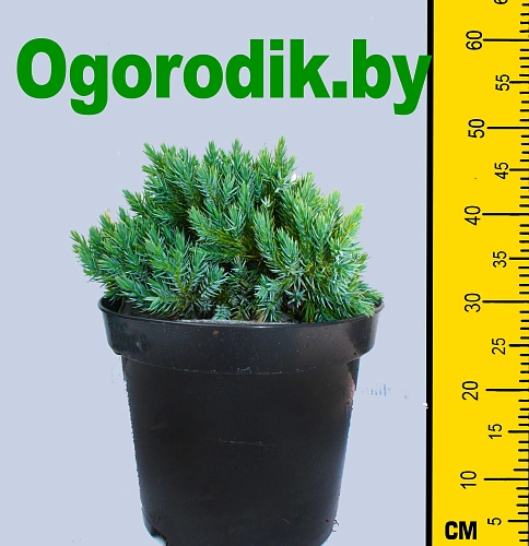 Можжевельник чешуйчатый Блю Стар 15-20 см Можжевельник чешуйчатый Блю Стар 15-20 см